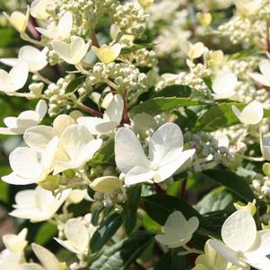 Hydrangea paniculata 'Fire and Ice'