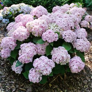 Hydrangea macrophylla 'SMNHMC'