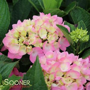 Hydrangea macrophylla 'Robert'