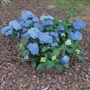 Hydrangea macrophylla 'Hydrsrpdow'