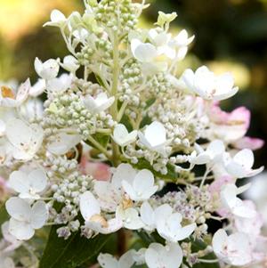 WHITE DIAMONDS® HYDRANGEA