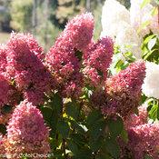 ZINFIN DOLL® HYDRANGEA