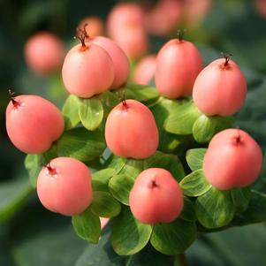 Hypericum inodorum 'Kolmades'