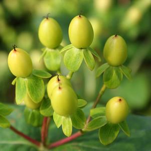 Hypericum x 'Gold'