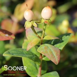 Hypericum inodorum 'Kolmbeau'