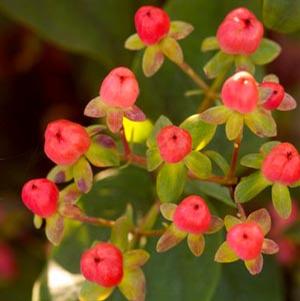 RED STAR ST. JOHN'S WORT