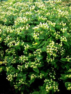 WHITE ST. JOHN'S WORT