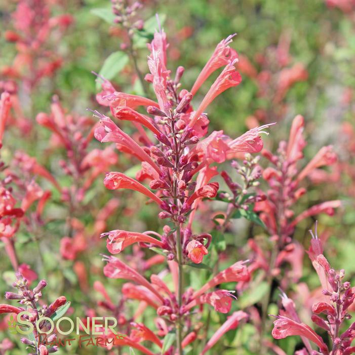 KUDOS™ CORAL HYSSOP