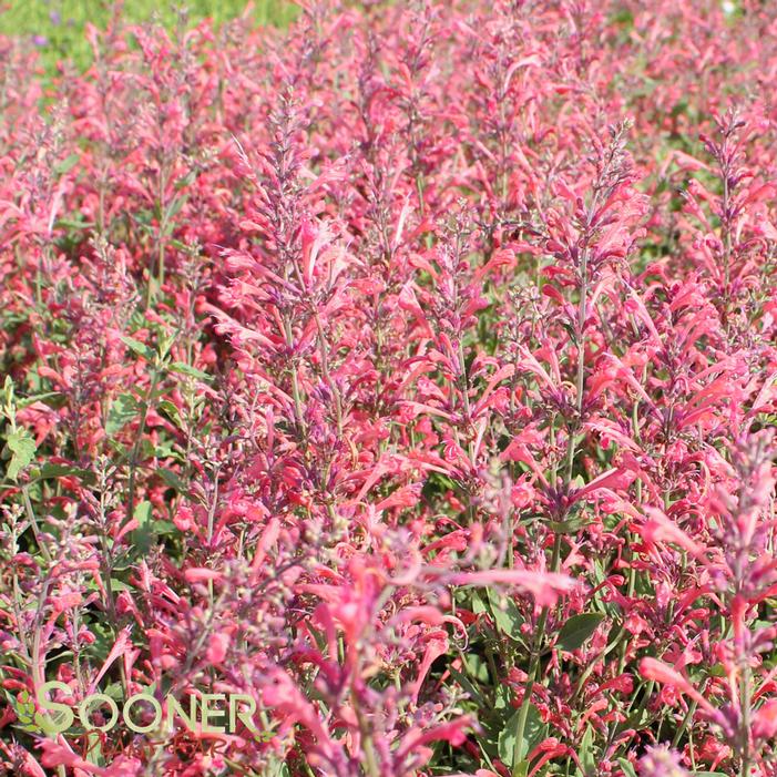 KUDOS™ CORAL HYSSOP