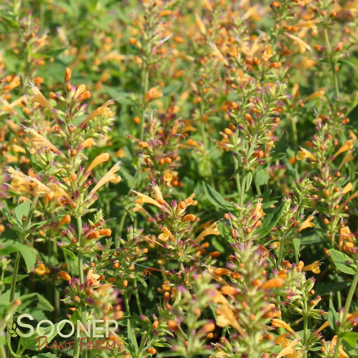 KUDOS™ GOLD HYSSOP