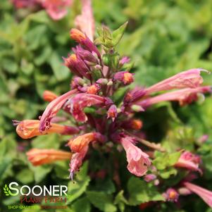 Agastache x 'Mango Tango'