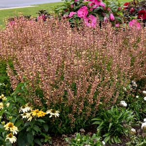 Agastache x 'Queen Nectarine'