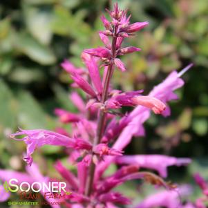 Agastache x 'Rosie Posie'