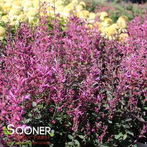 Agastache x 'Royal Raspberry'