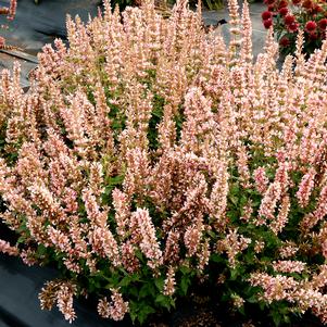 Agastache x 'Pink Pearl'