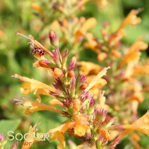 Agastache x 'Kudos Gold'