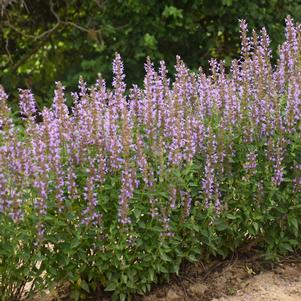 Agastache x 'Blue Bayou'