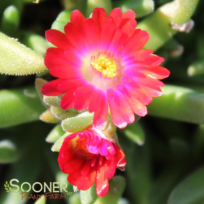 JEWEL OF DESERT GARNET ICE PLANT