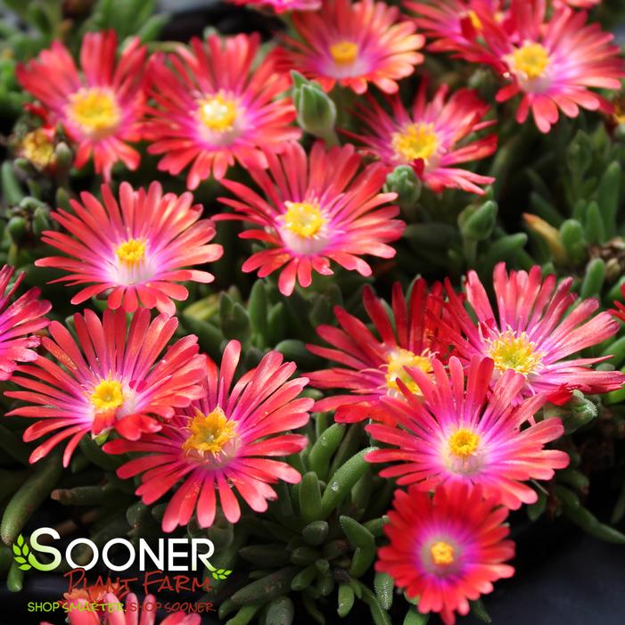 JEWEL OF DESERT GARNET ICE PLANT