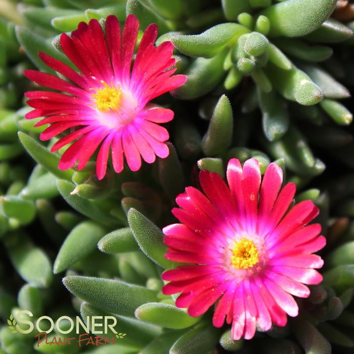 JEWEL OF DESERT GARNET ICE PLANT