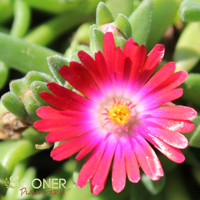 JEWEL OF DESERT GARNET ICE PLANT