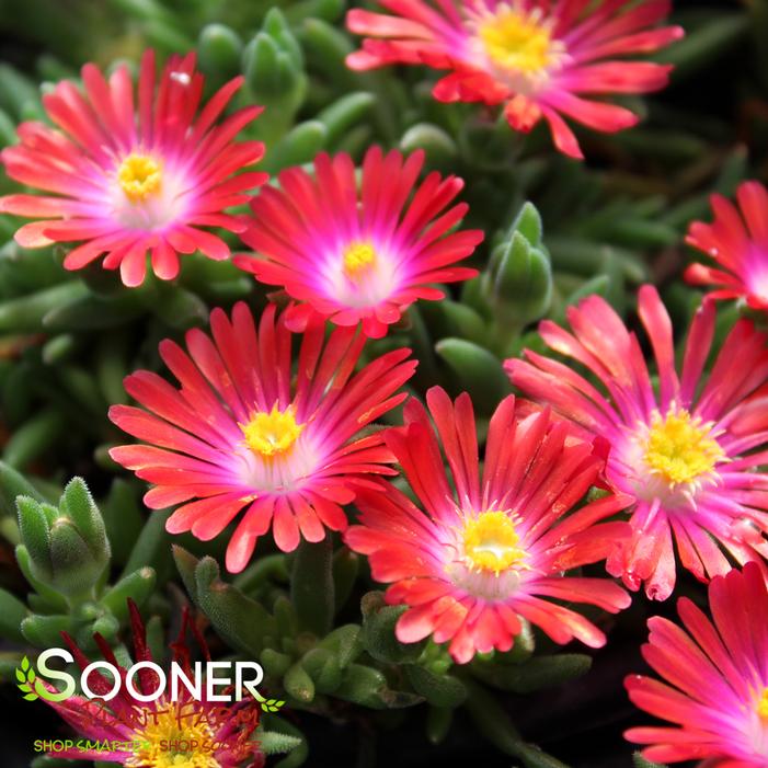 JEWEL OF DESERT GARNET ICE PLANT