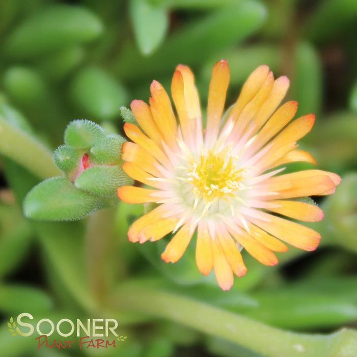 JEWEL OF DESERT TOPAZ ICE PLANT