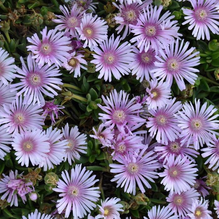 LAVENDER ICE PLANT