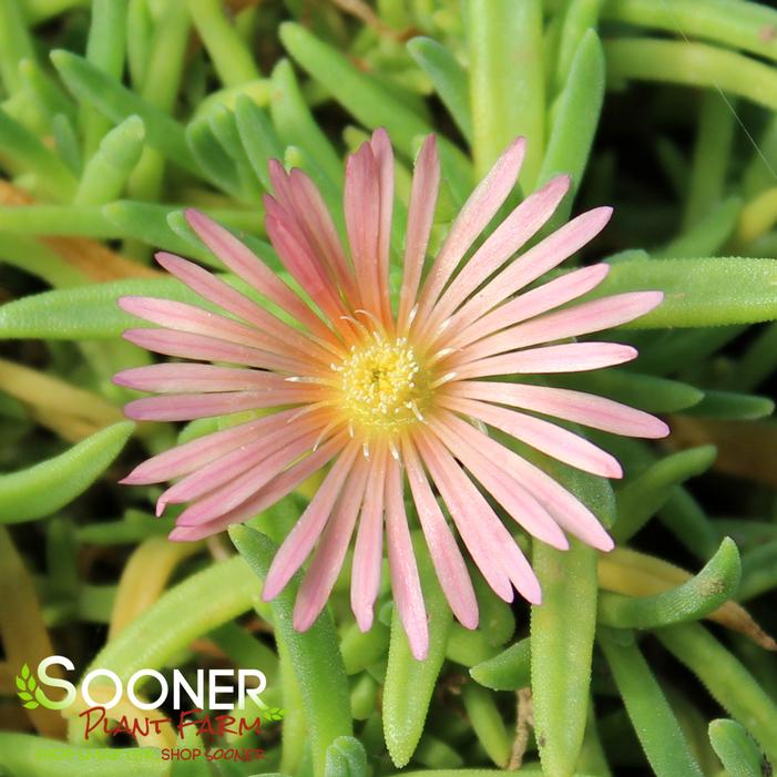 MESA VERDE® ICE PLANT