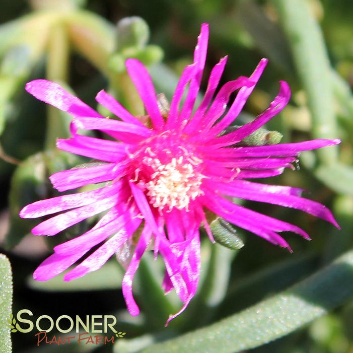 PURPLE ICE PLANT