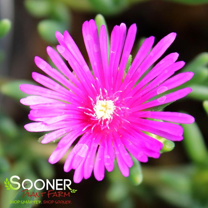 PURPLE ICE PLANT