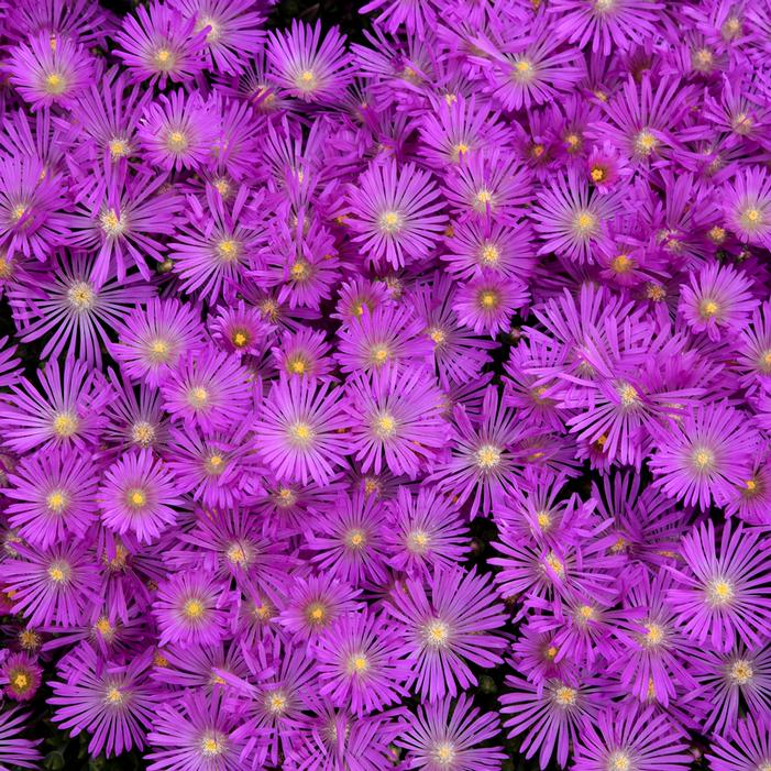 TABLE MOUNTAIN® ICE PLANT