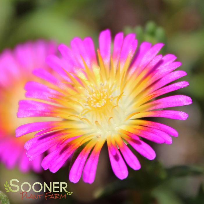 WHEELS OF WONDER™ HOT PINK WONDER ICE PLANT