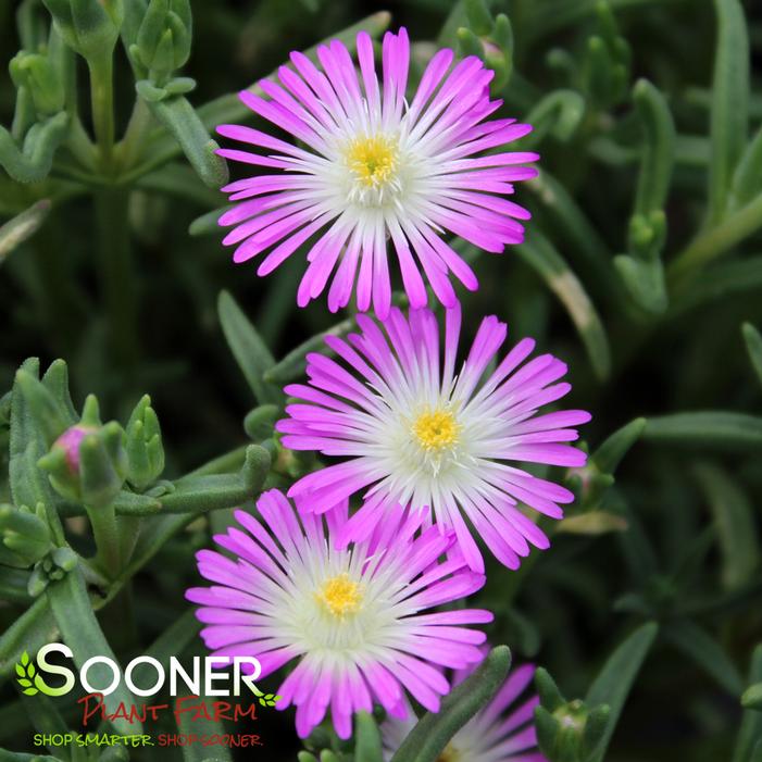 WHEELS OF WONDER™ VIOLET WONDER ICE PLANT