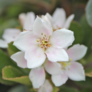 SNOWCAP® INDIAN HAWTHORN