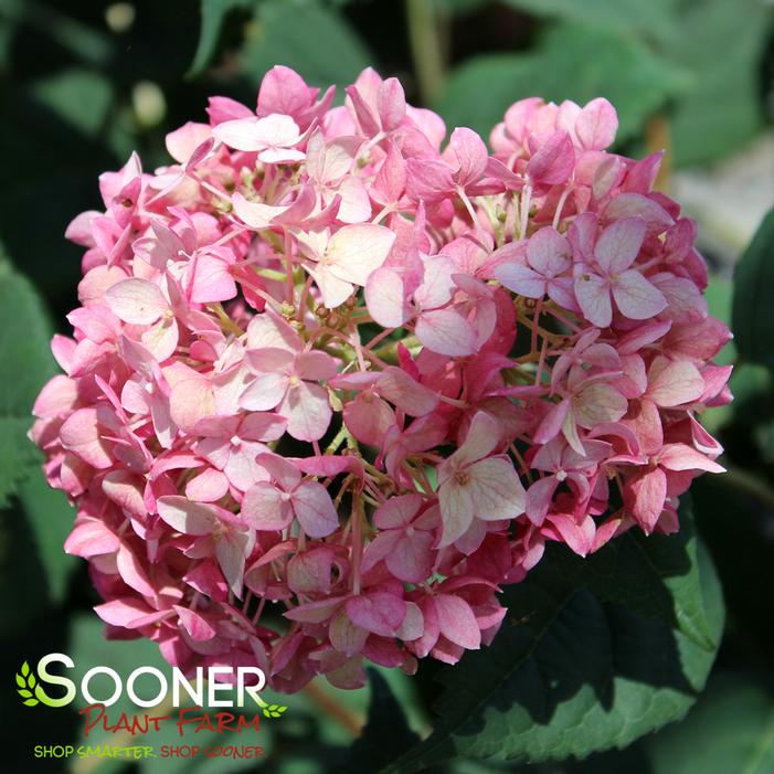 INVINCIBELLE® RUBY HYDRANGEA