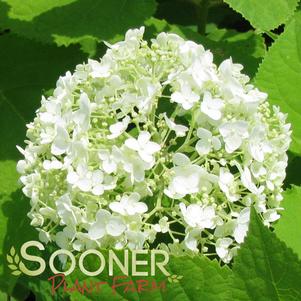 Hydrangea arborescens 'Annabelle'