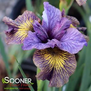 Iris siberica 'Purring Tiger'