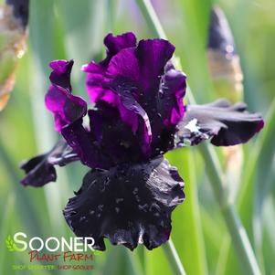 Iris germanica 'Blackwater'