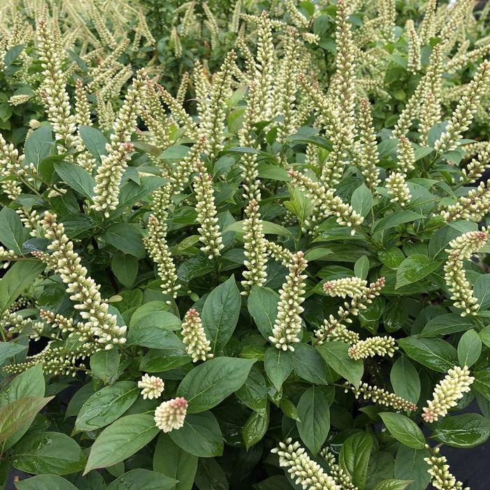 Image Courtesy of Spring Meadows Nursery