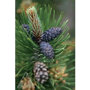 Pinus heldreichii var. leucodermis 'Indigo Eyes'