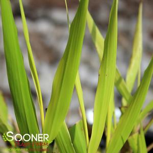 SUNFLARE™ JAPANESE FOREST GRASS