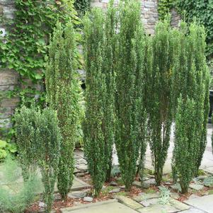 Ilex crenata 'Sky Pencil'