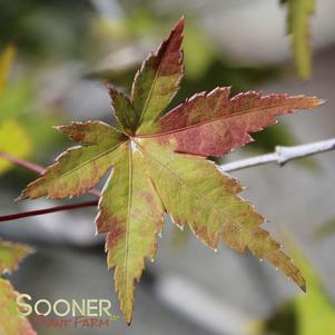 Acer palmatum 'Coral Magic'