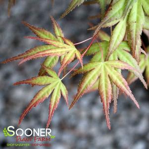 Acer palmatum 'Coral Magic'