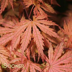 Acer palmatum matsumurae 'Ariadne'