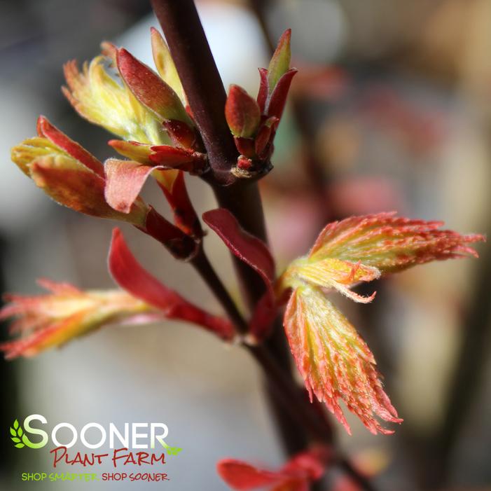 ARA KAWA UPRIGHT JAPANESE MAPLE