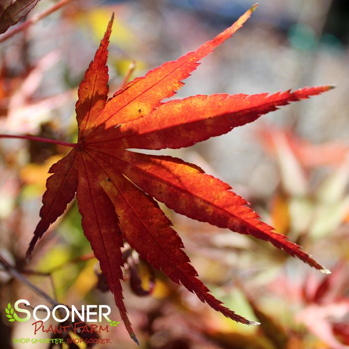 ARA KAWA UPRIGHT JAPANESE MAPLE