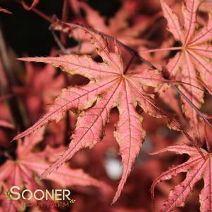 Acer palmatum 'Olsen's Frosted Strawberry'