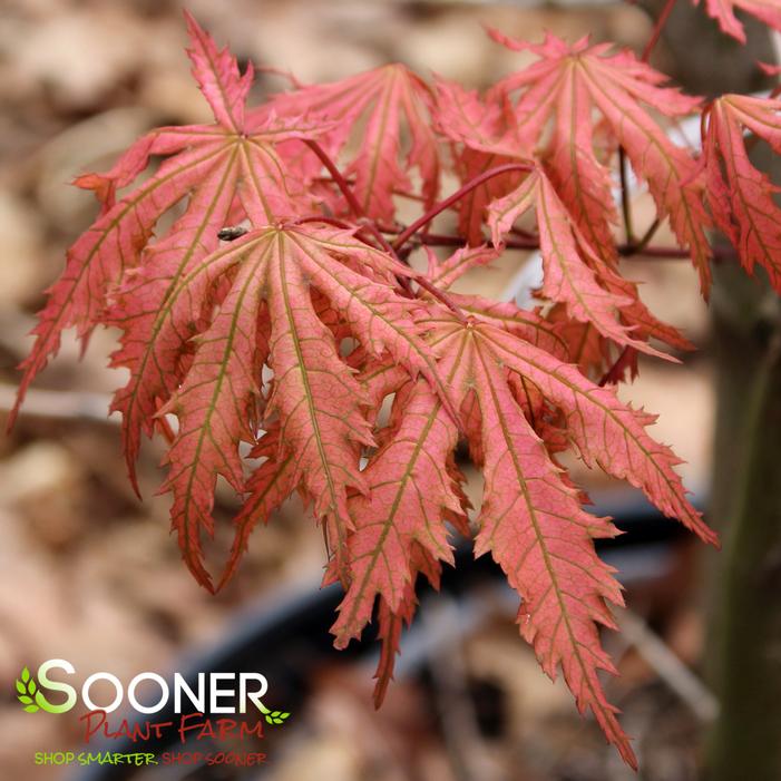 ARIADNE UPRIGHT JAPANESE MAPLE